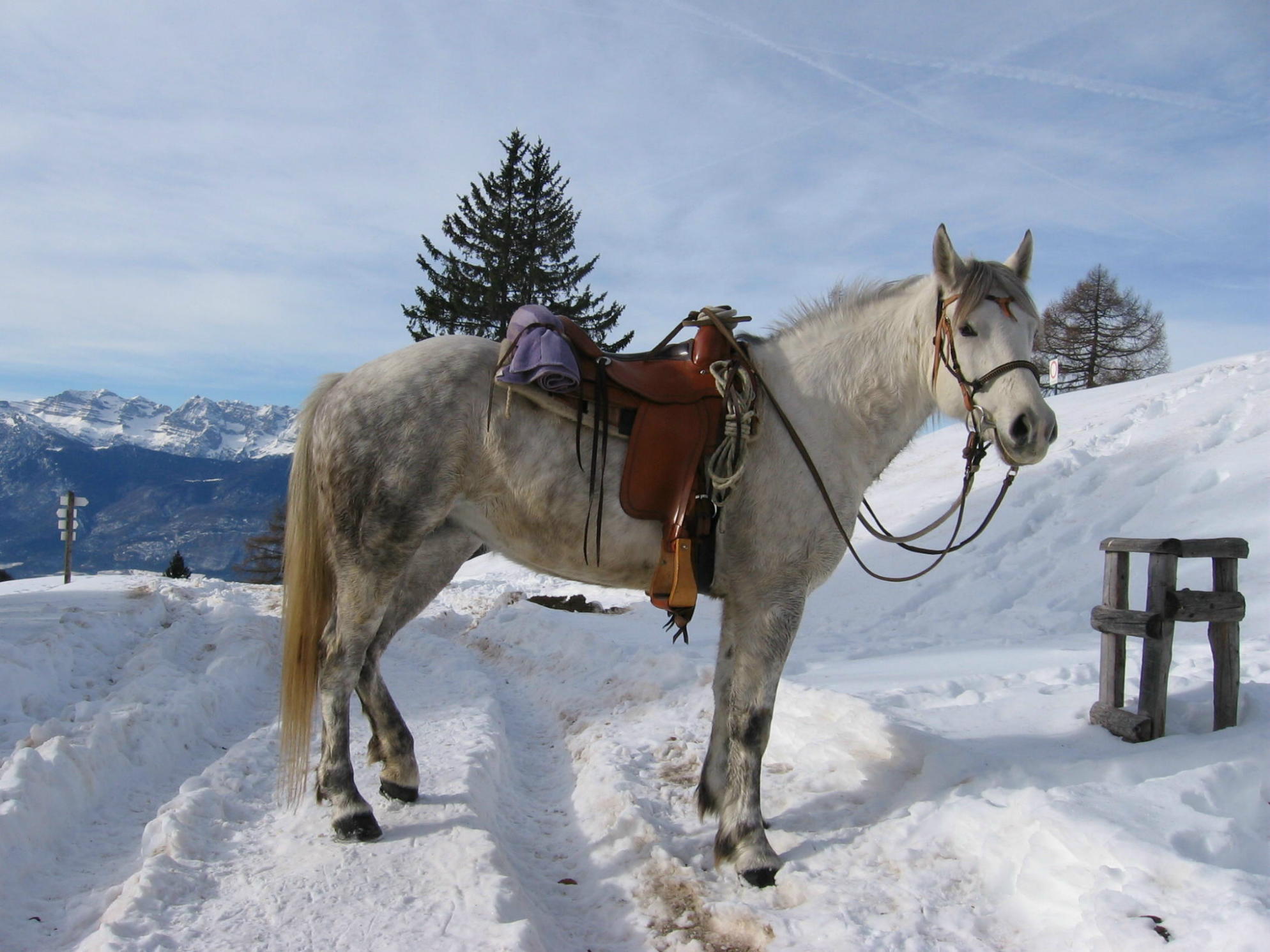 Dopo gatti e cani parliamo del Cavallo?